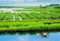 শীতেও ভাসমান বেডে সবজি চাষ