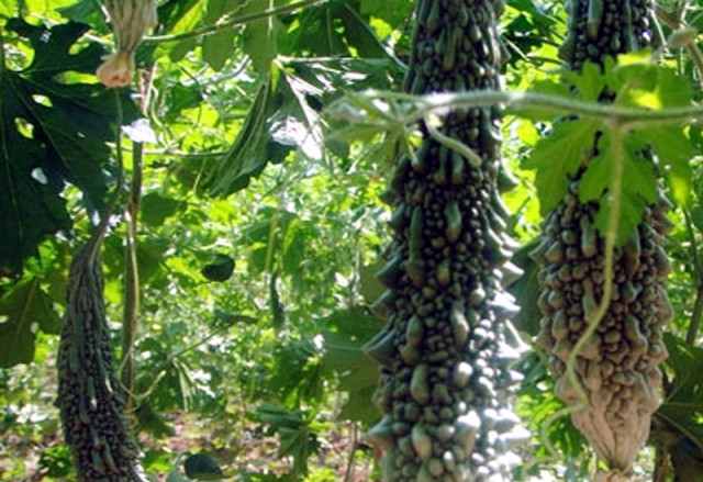 করলার পাতা কি সত্যিই ডায়াবেটিসে উপকারী